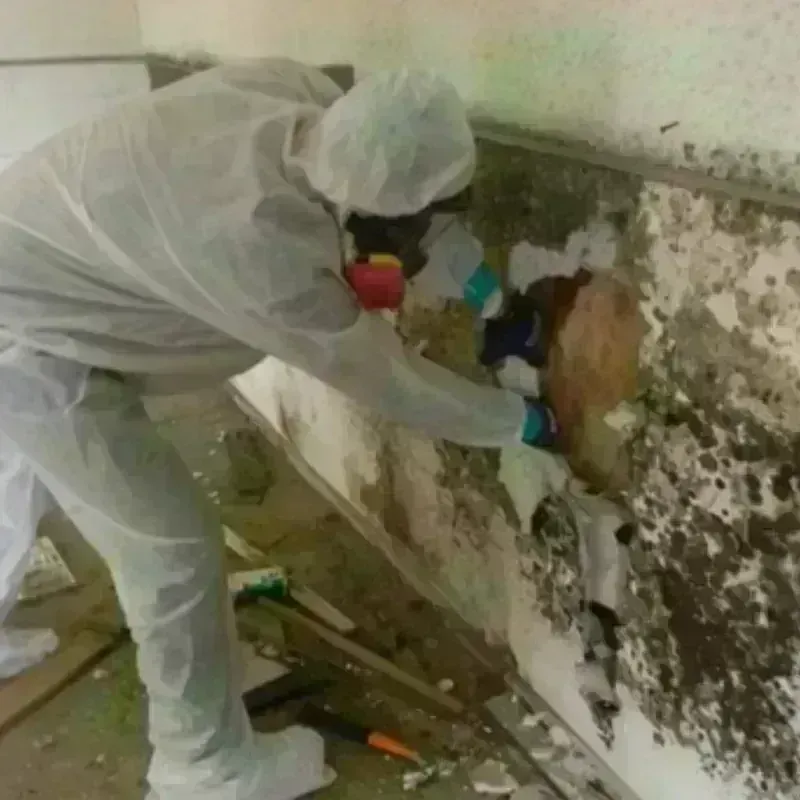 Mold Remediation and Removal in Forestville, CA